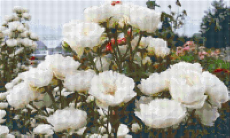 here-at-buy-pixelhobby-klassik-vorlage-weise-rose-online_0.jpg
